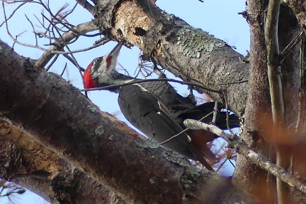 Pileated Woodpecker - ML638498313