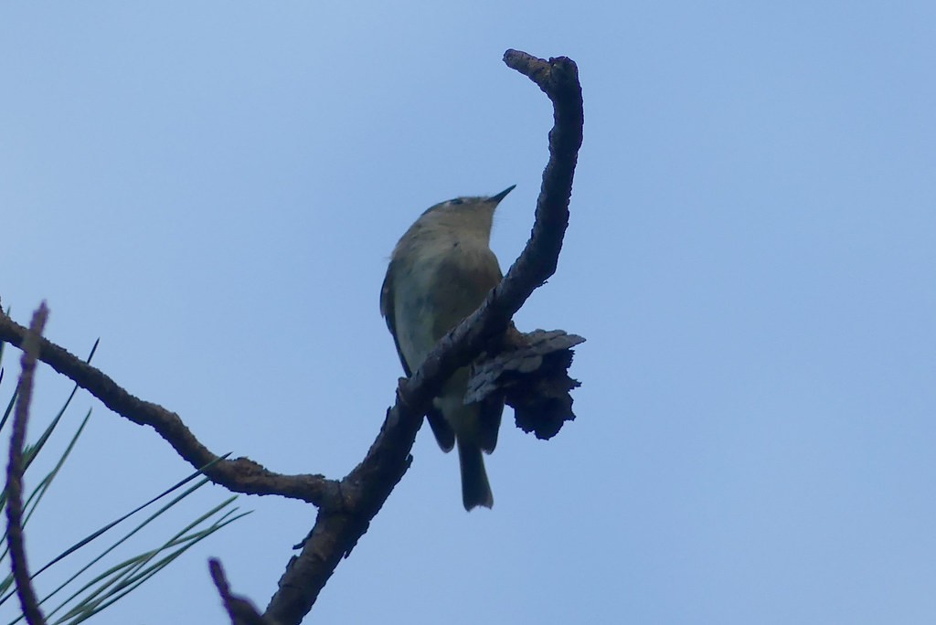 Ruby-crowned Kinglet - ML638498317