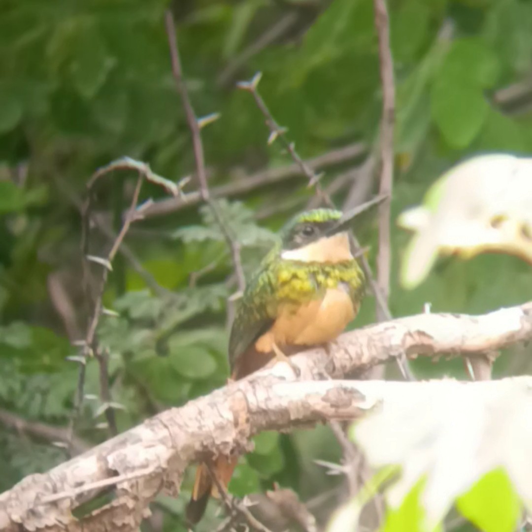 Rufous-tailed Jacamar - ML638498319