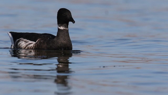 黑雁(nigricans) - ML638498338