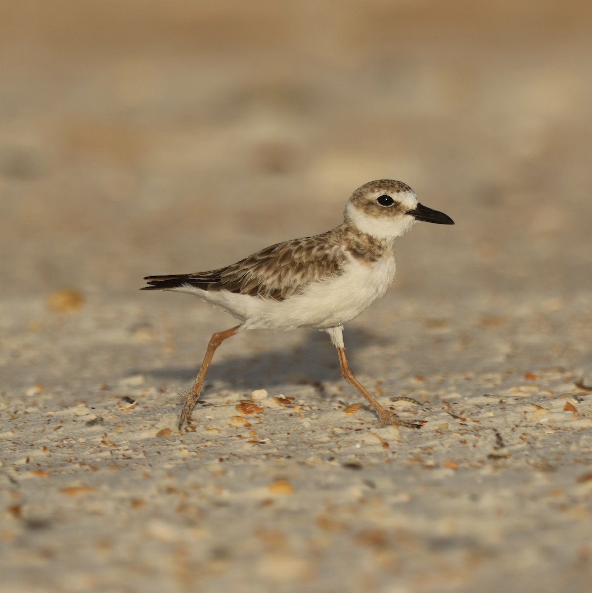 Wilson's Plover - ML638498340