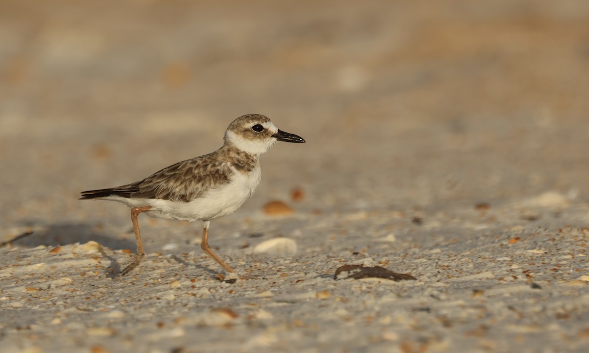 Wilson's Plover - ML638498341