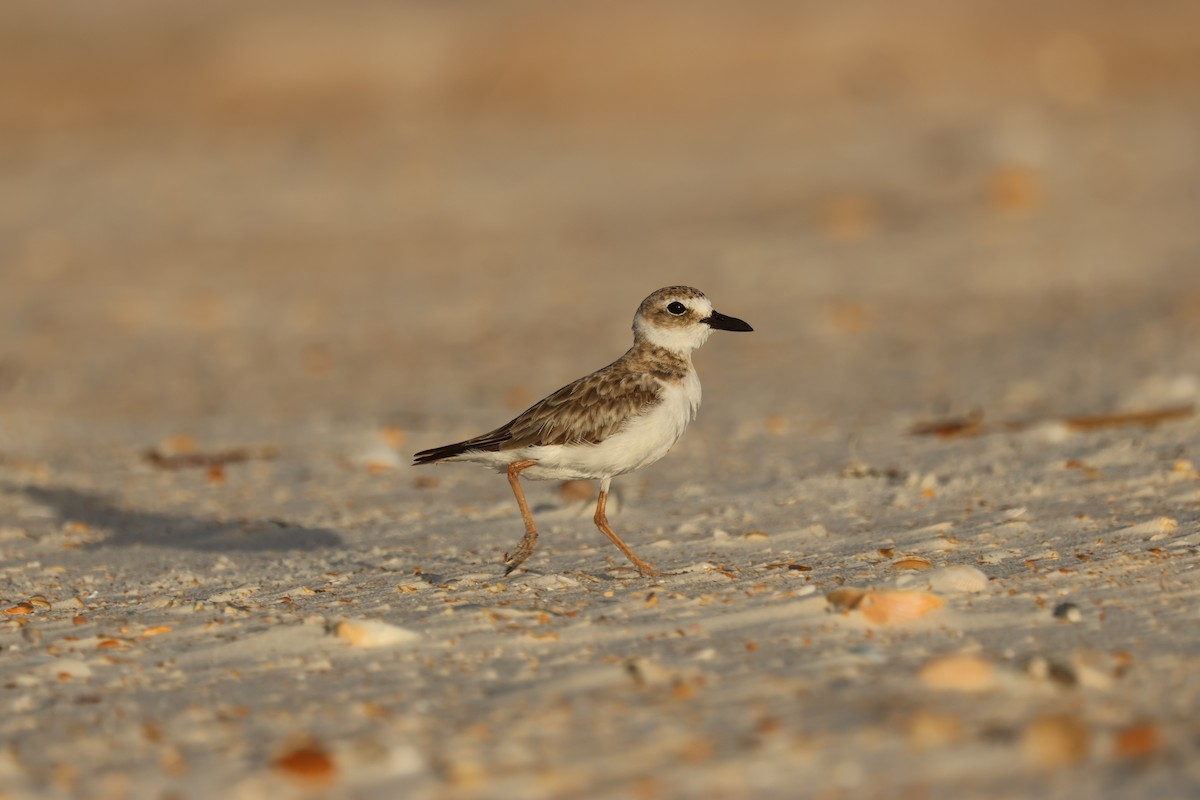 Wilson's Plover - ML638498343