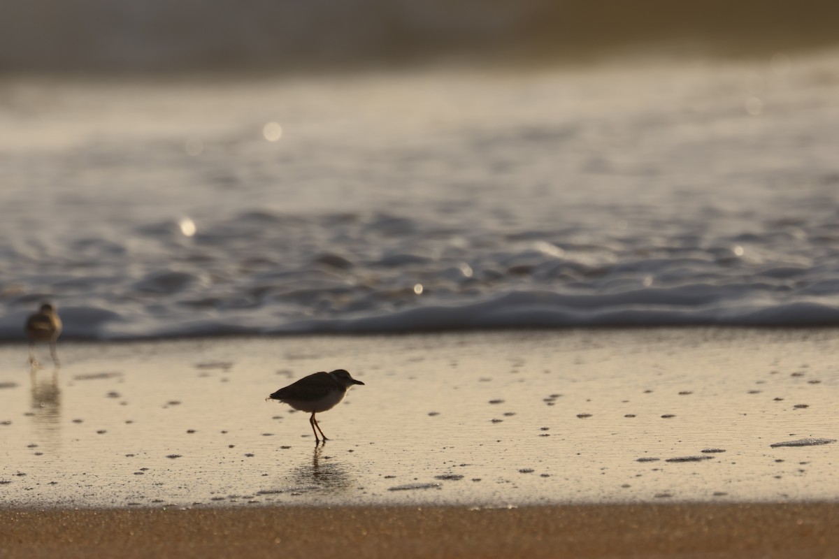 Wilson's Plover - ML638498344