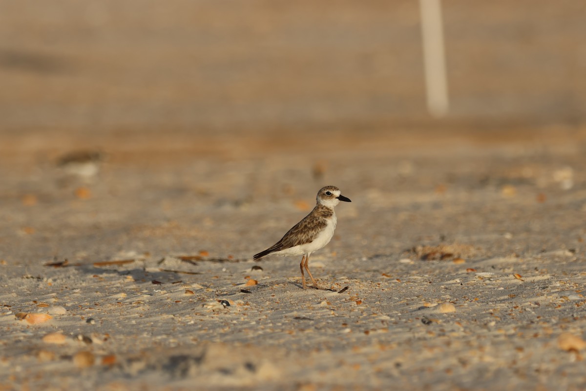 Wilson's Plover - ML638498345