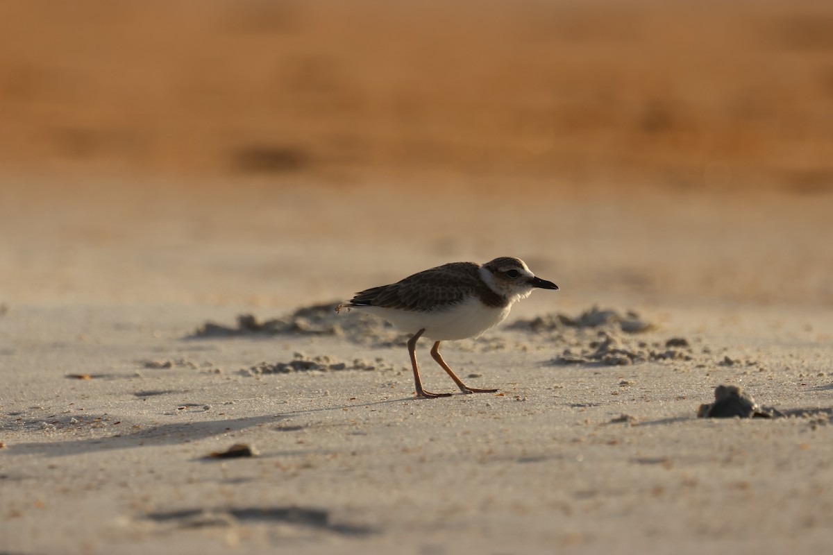 Wilson's Plover - ML638498346