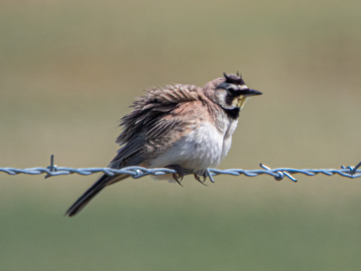 Horned Lark - ML638498359