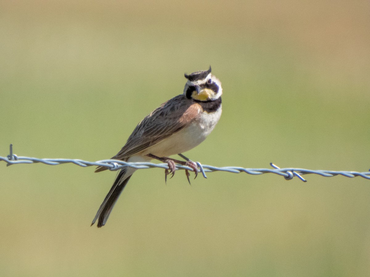 Horned Lark - ML638498361
