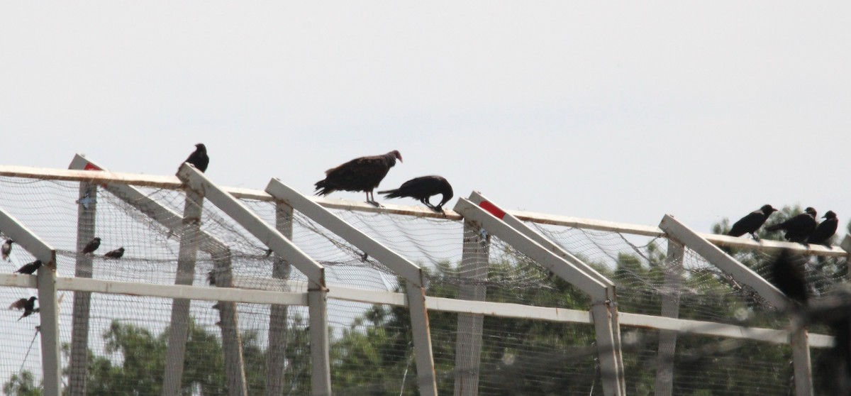 Common Raven - ML638498370