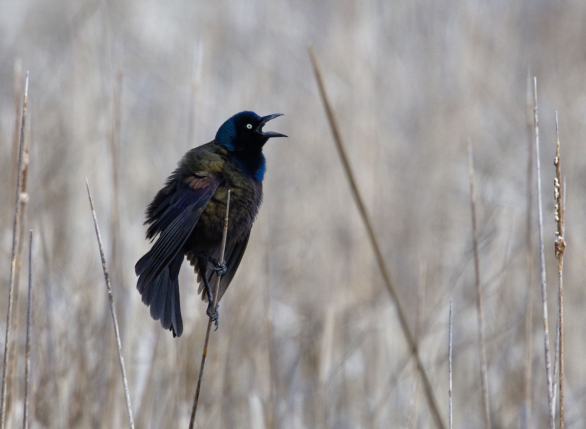 Common Grackle - ML638498371