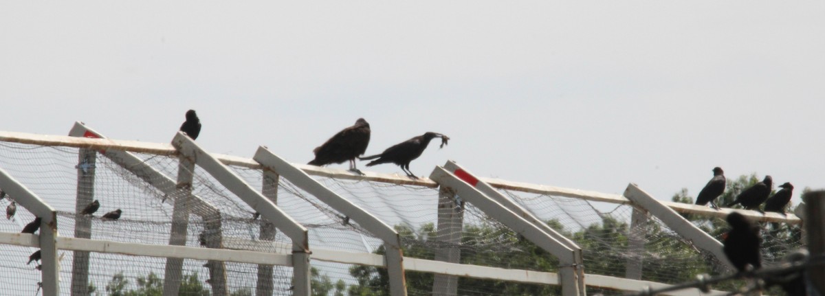 Common Raven - ML638498377