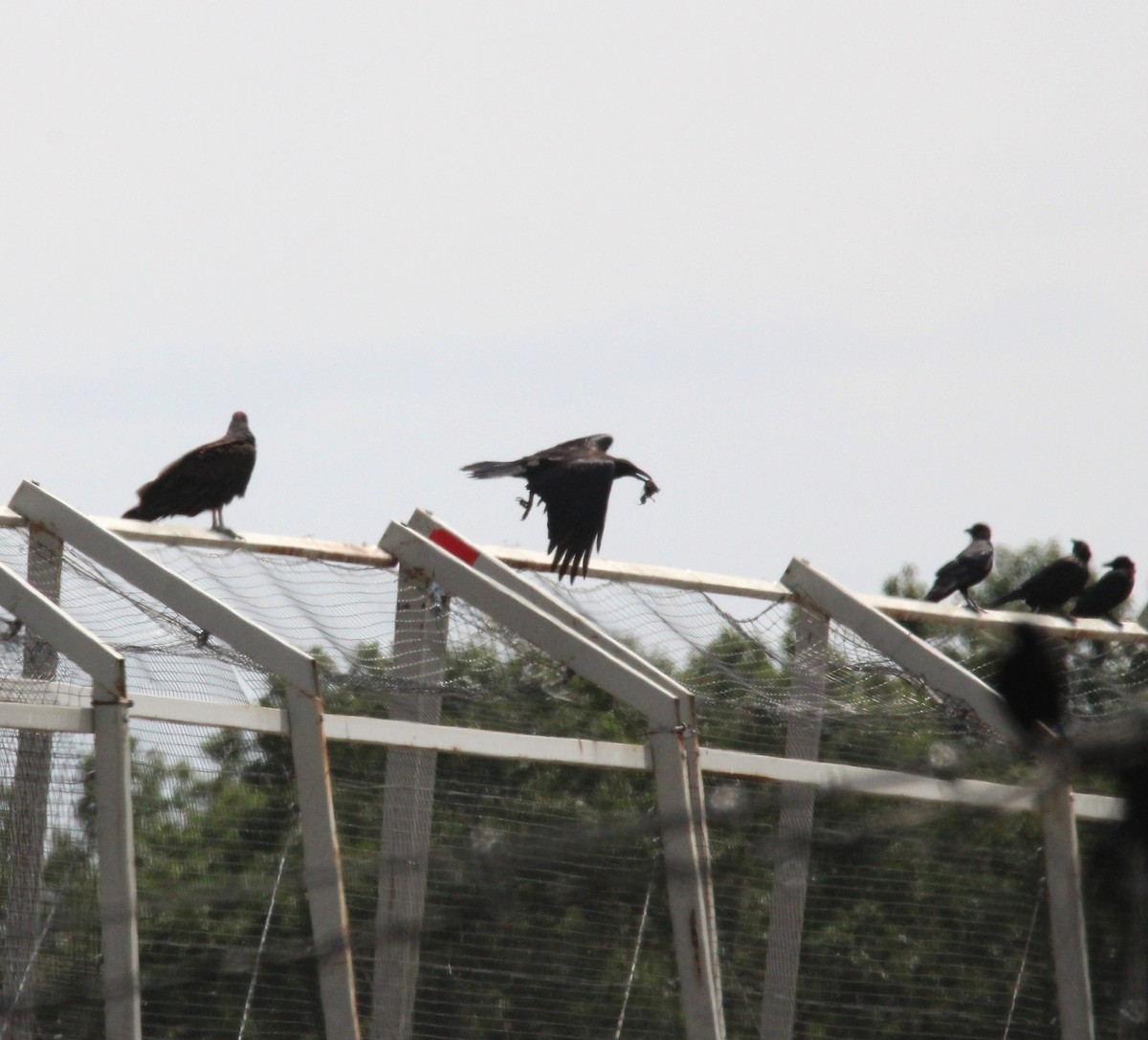Common Raven - ML638498395