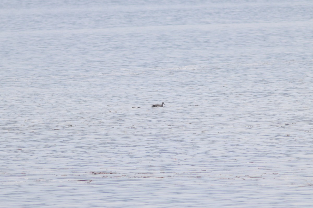 Gadwall - ML638498396