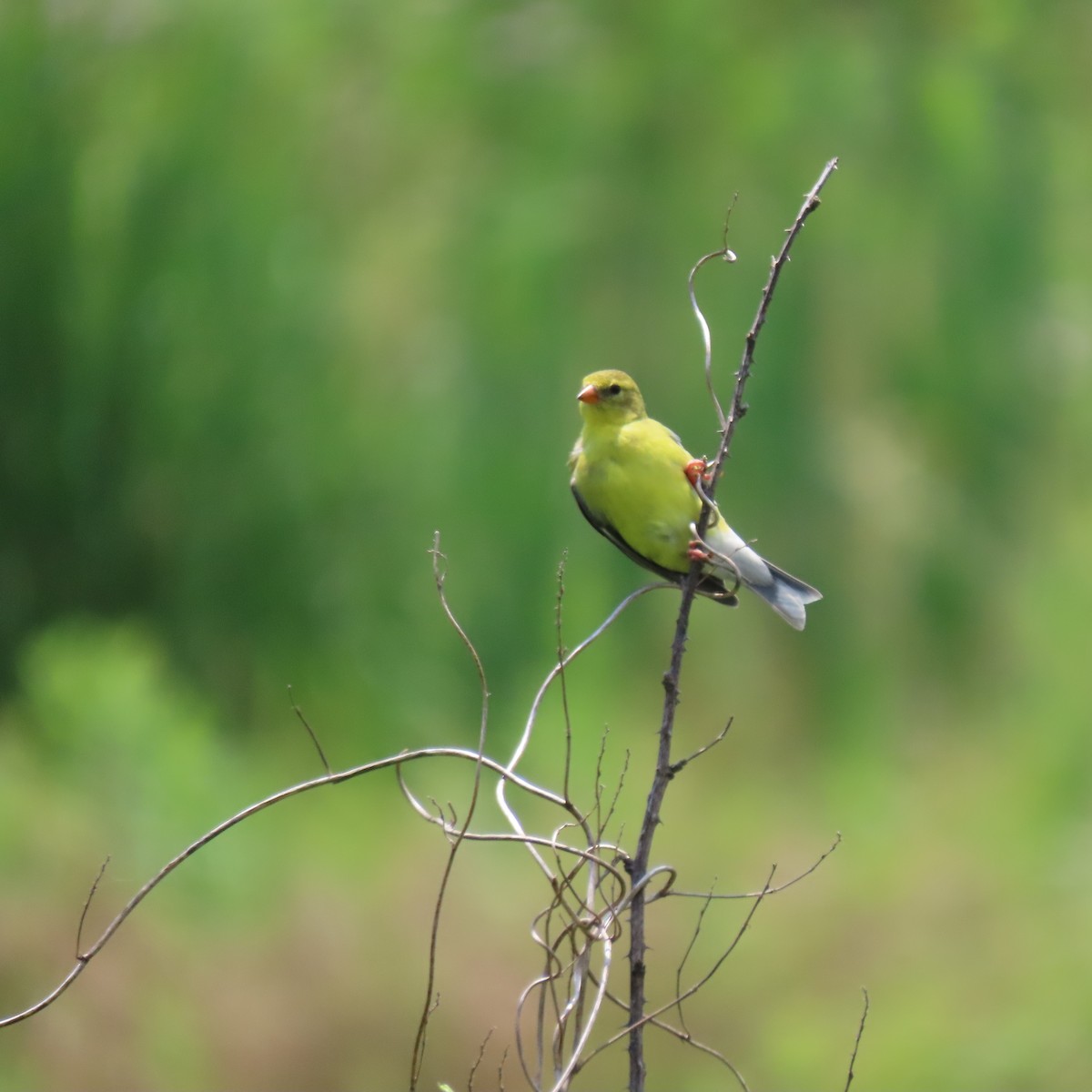 gulstillits - ML638498398