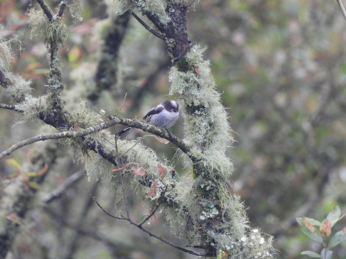 Long-tailed Tit - ML638498406