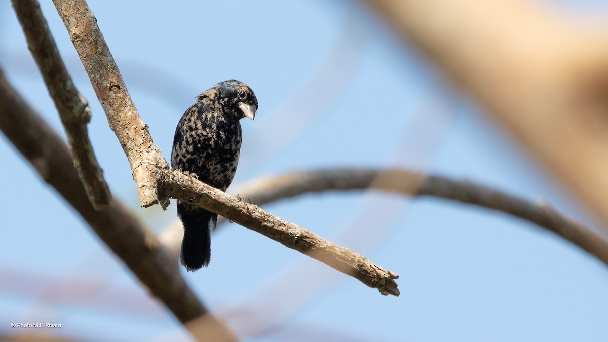 Blue-black Grassquit - ML638498457