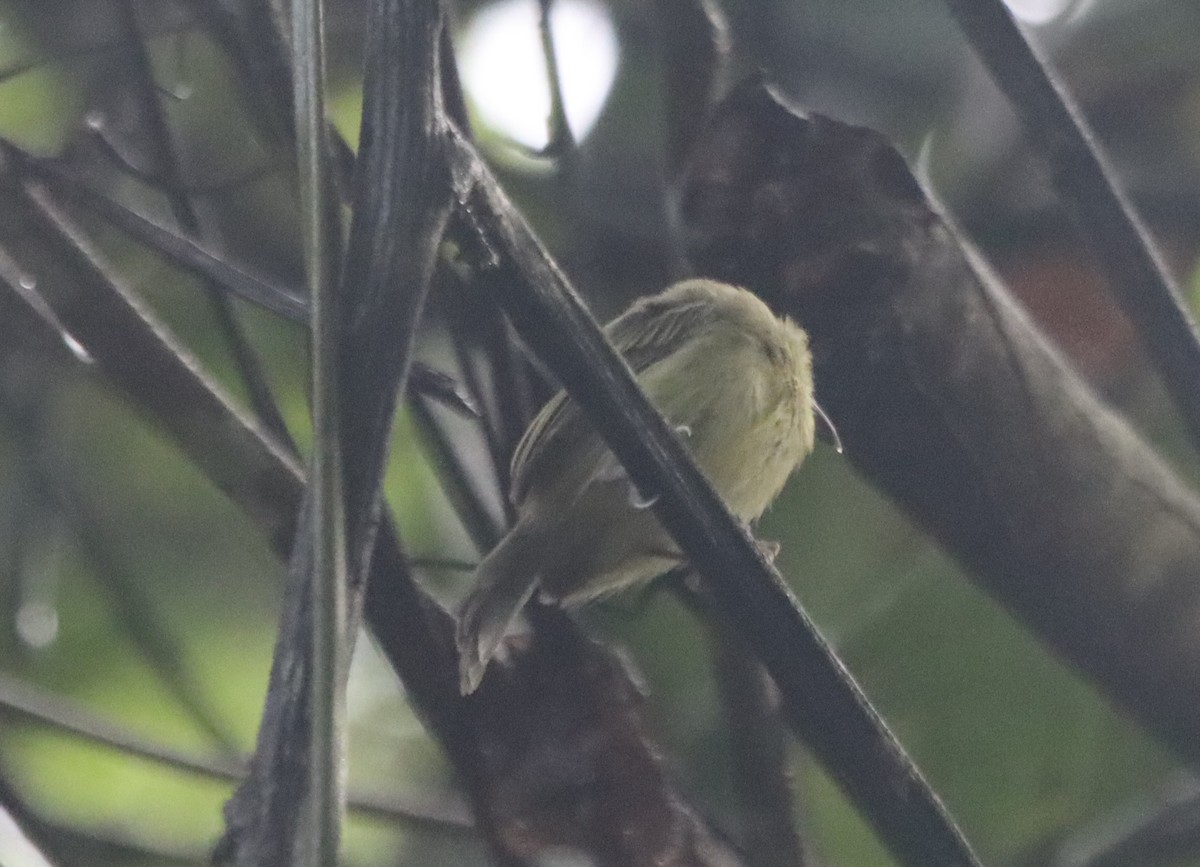 Southern Bentbill - ML638498467