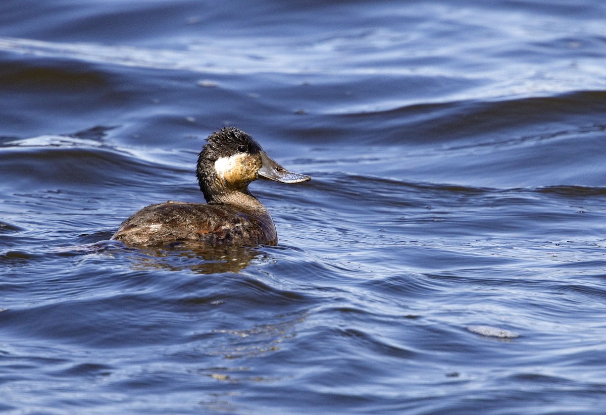 Ruddy Duck - ML638498470
