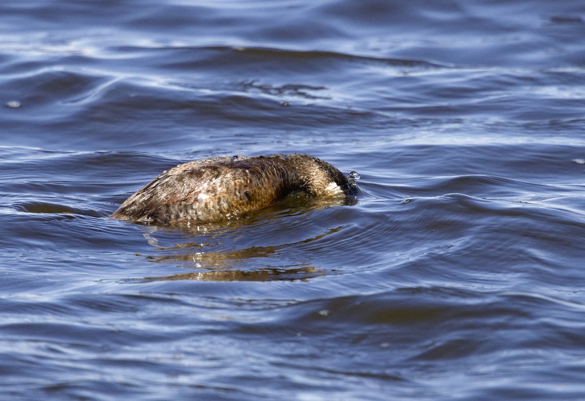Ruddy Duck - ML638498472
