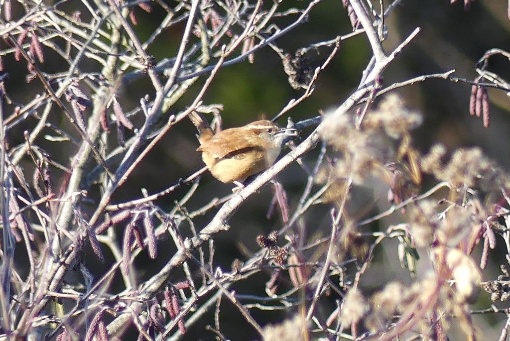 Carolina Wren - ML638498504