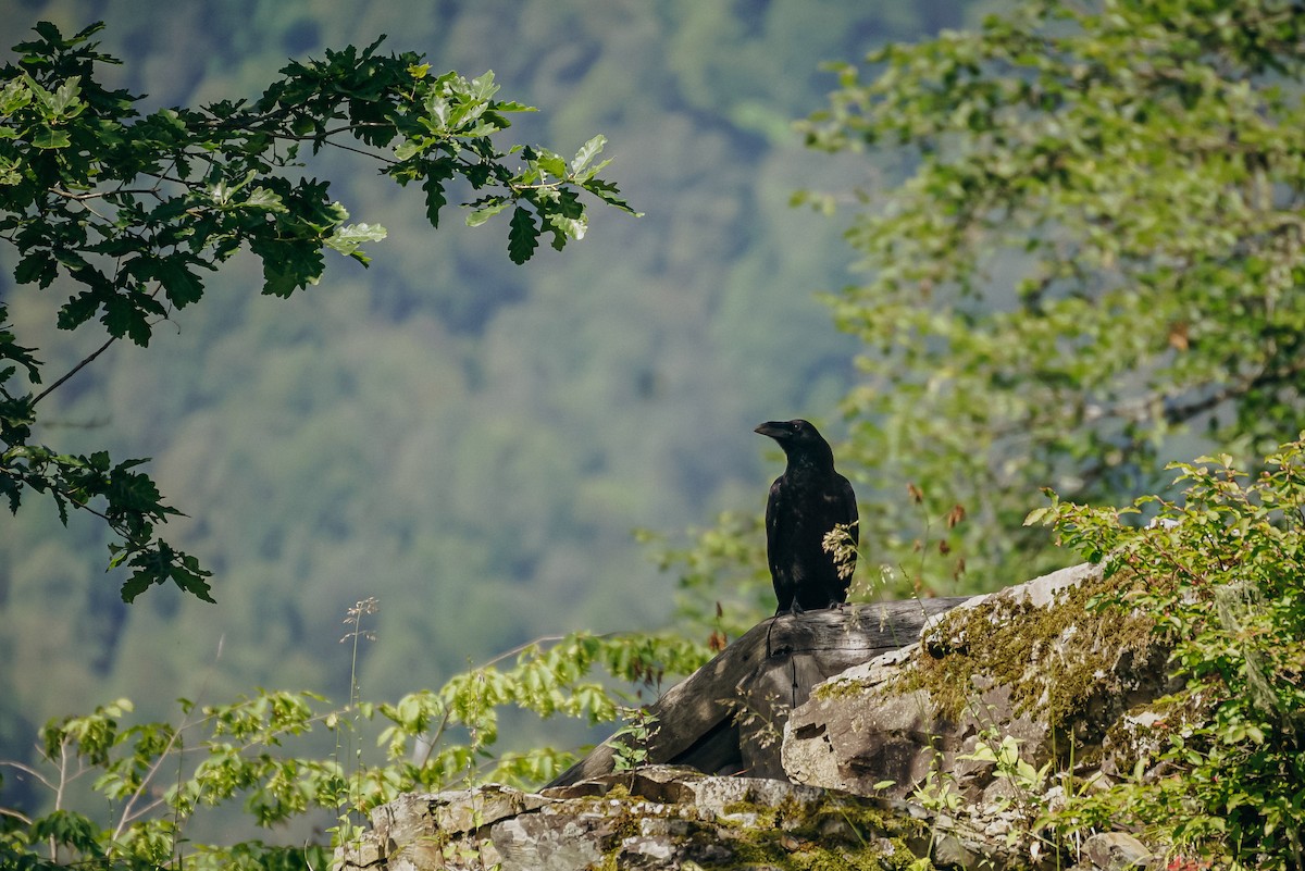 Common Raven - ML638498547