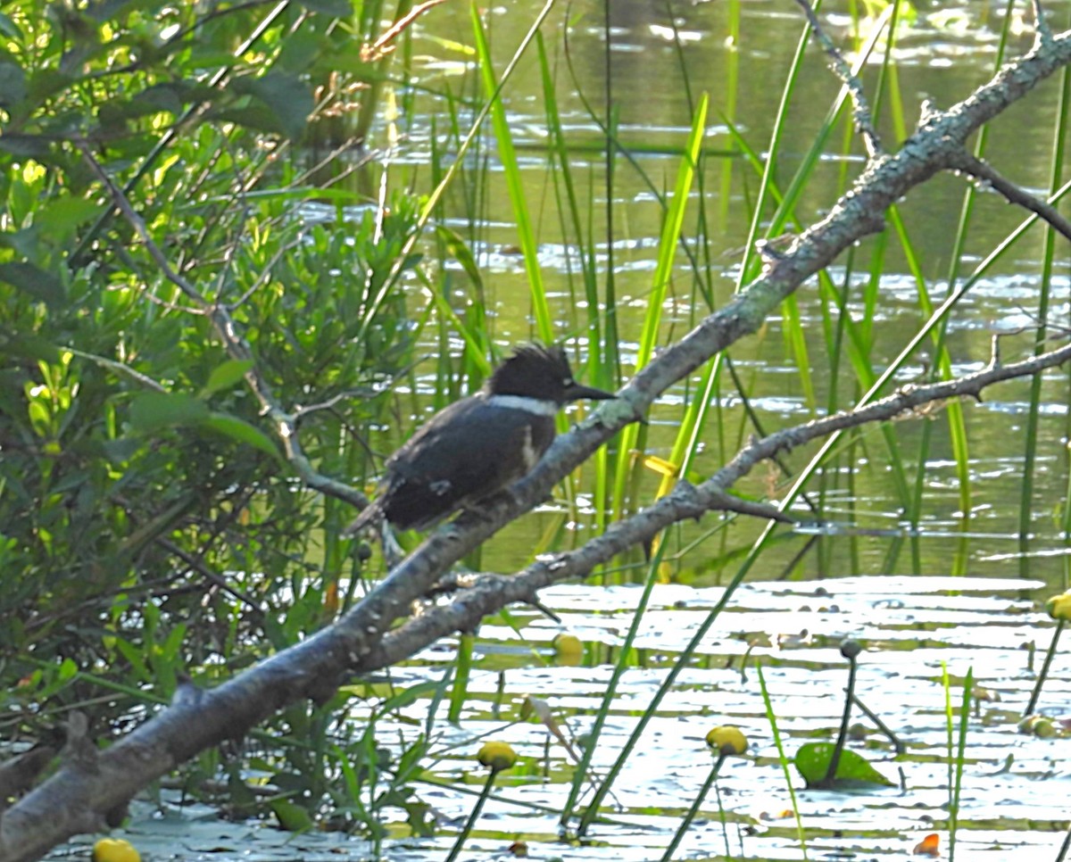 Belted Kingfisher - ML638498548