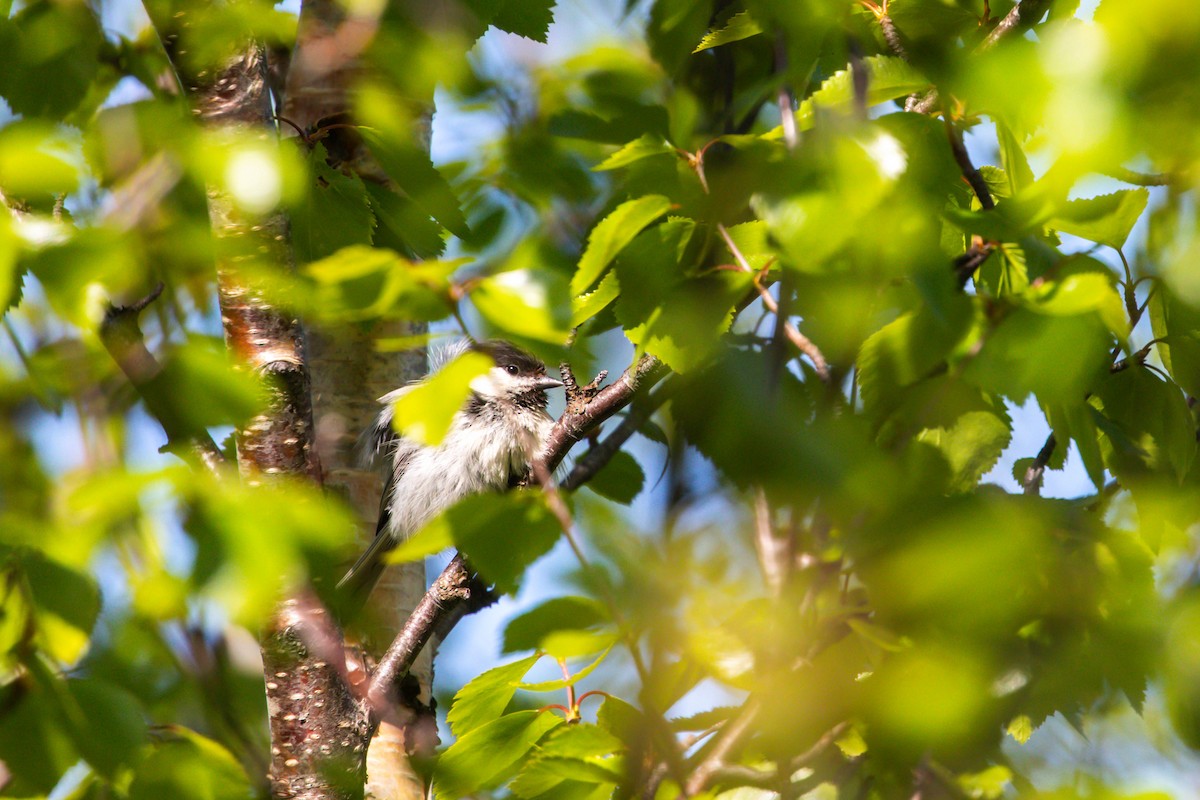 Willow Tit - ML638498558