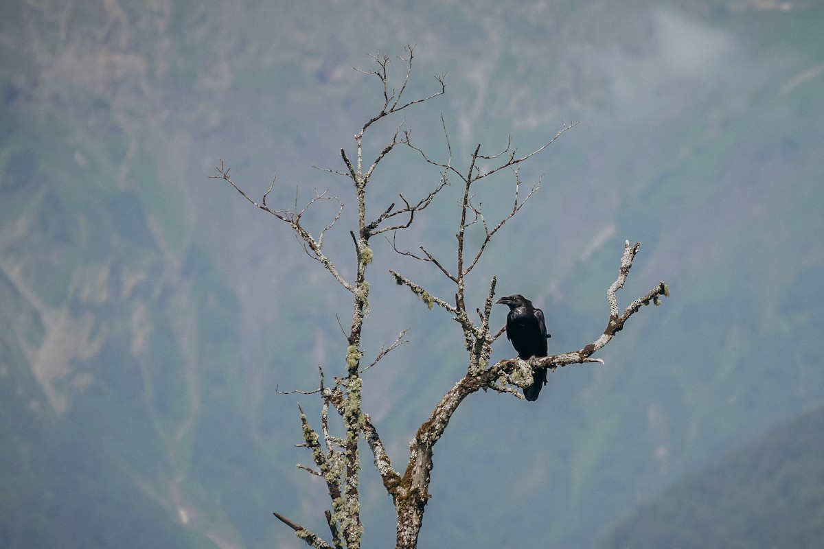 Common Raven - ML638498560