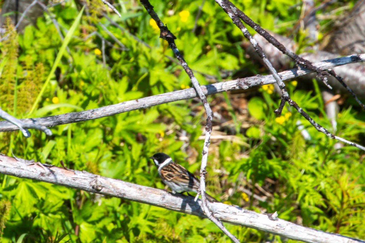 Reed Bunting - ML638498562