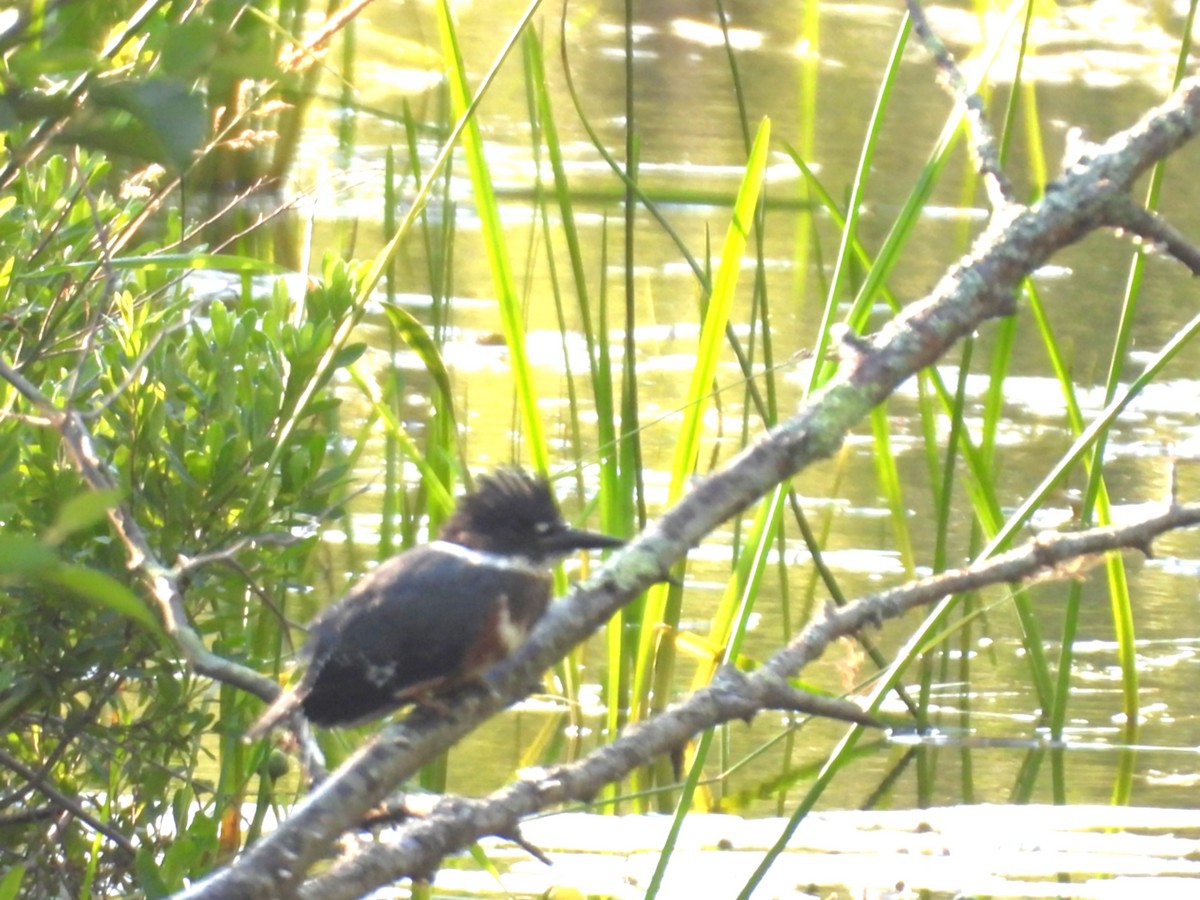 Belted Kingfisher - ML638498563