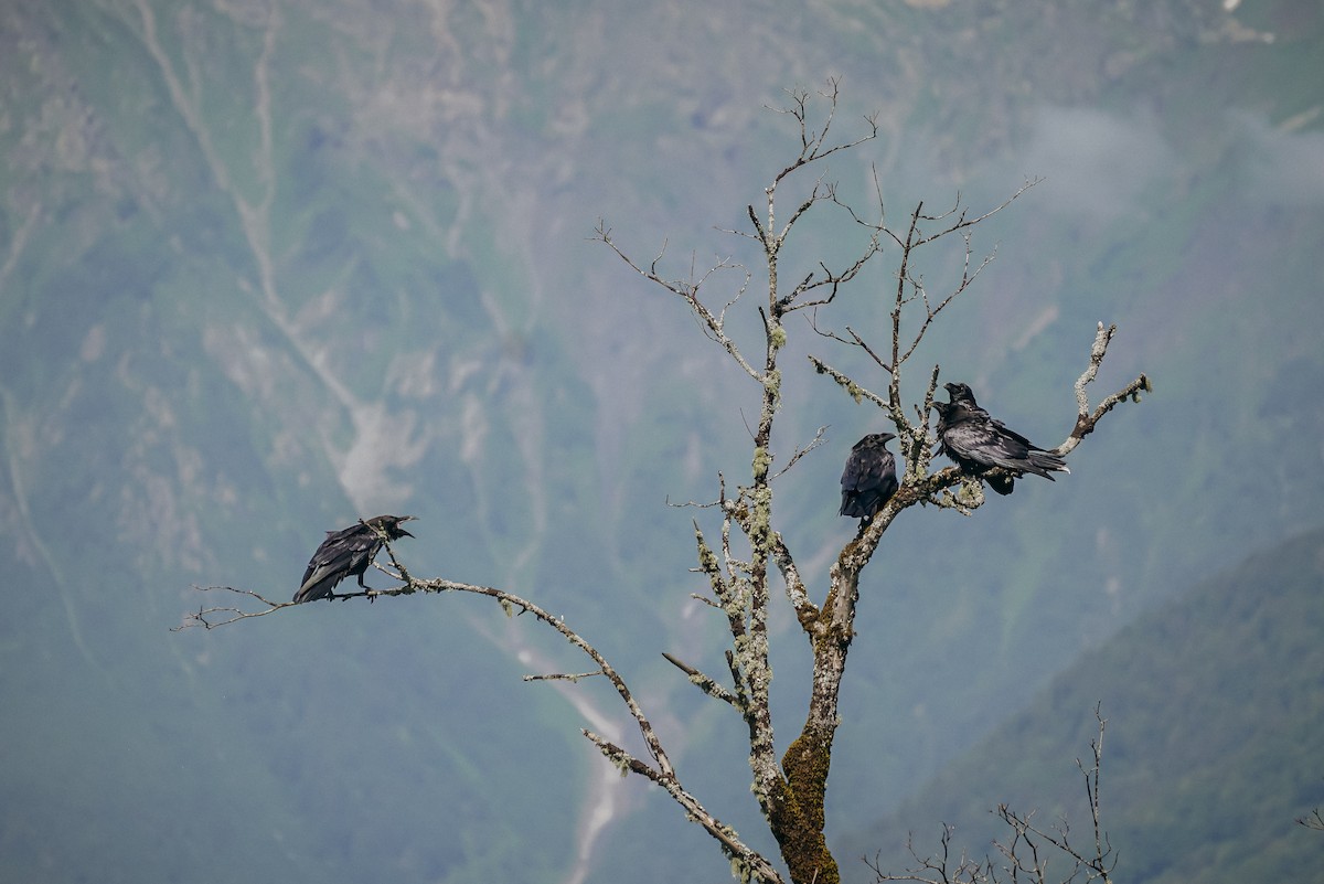 Common Raven - ML638498564