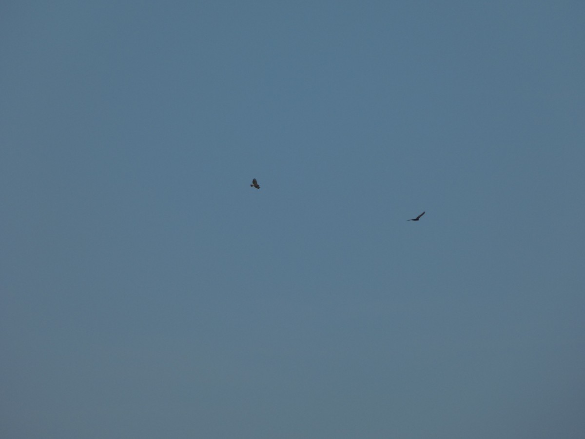Red-tailed Hawk - ML638498574