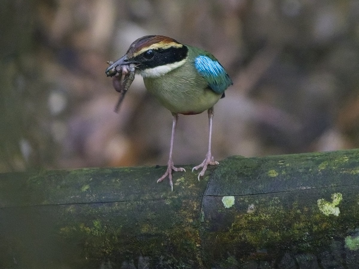 Fairy Pitta - ML638498611