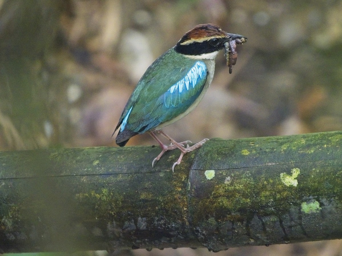 Fairy Pitta - ML638498612