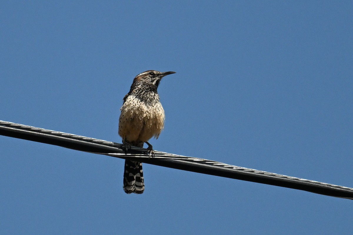 Cactus Wren - ML638498644