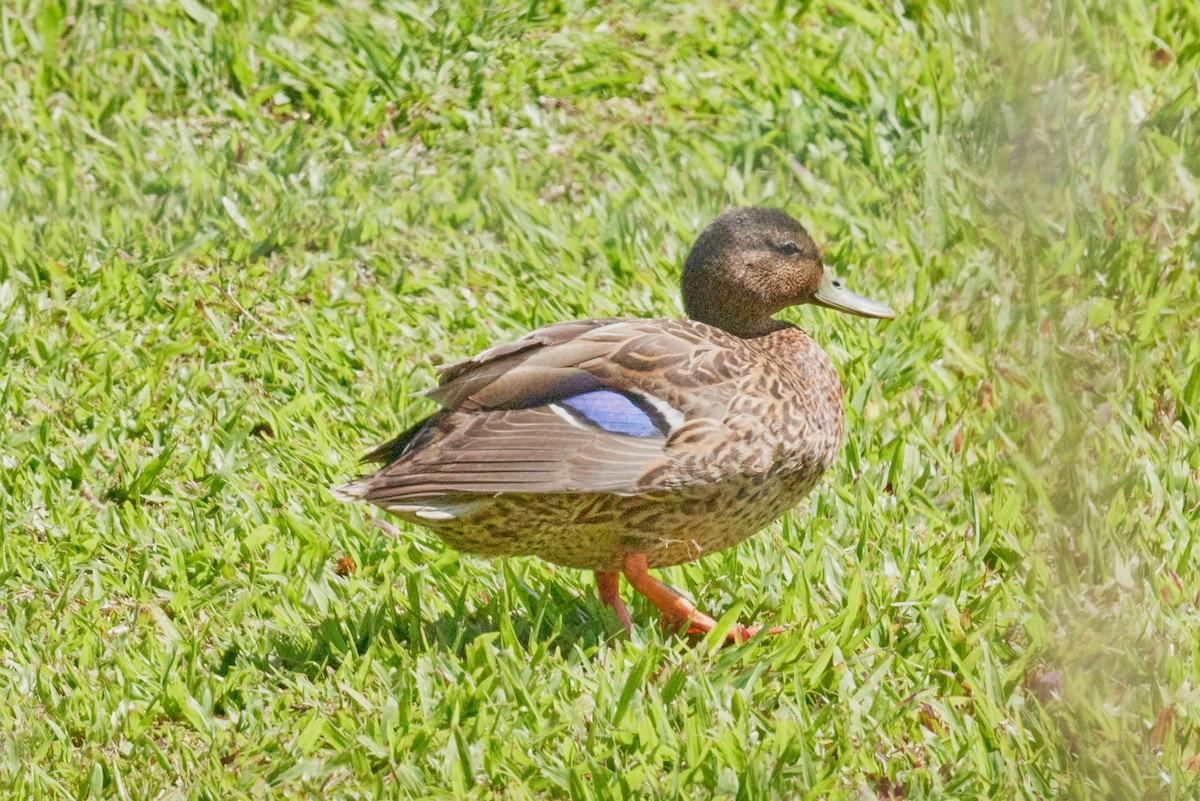 Hawaiian Duck - ML638498665