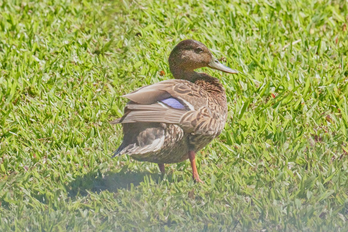 Hawaiian Duck - ML638498667