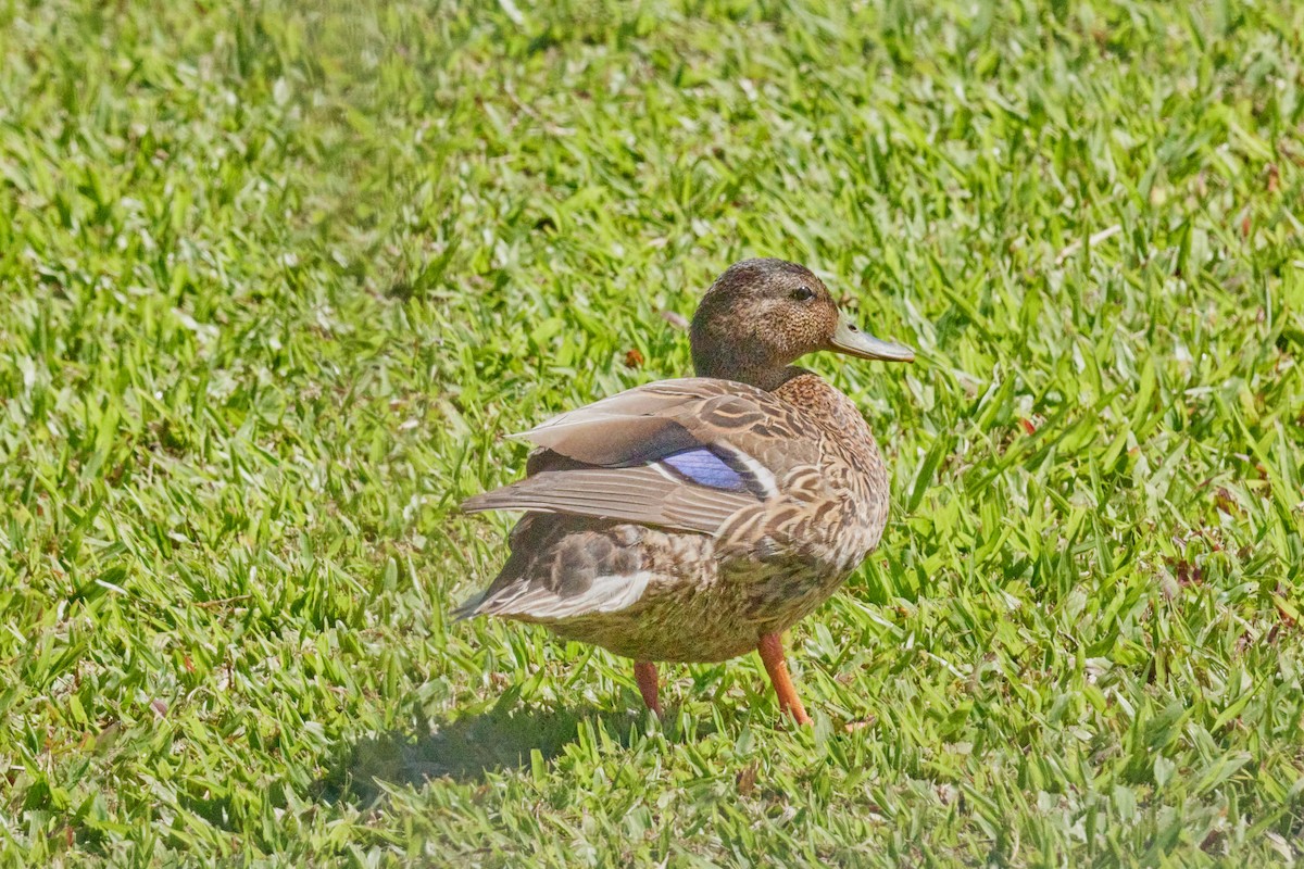 Hawaiian Duck - ML638498668