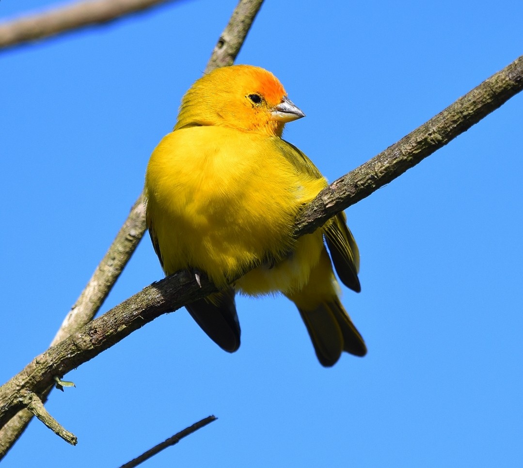 Saffron Finch - ML638498671