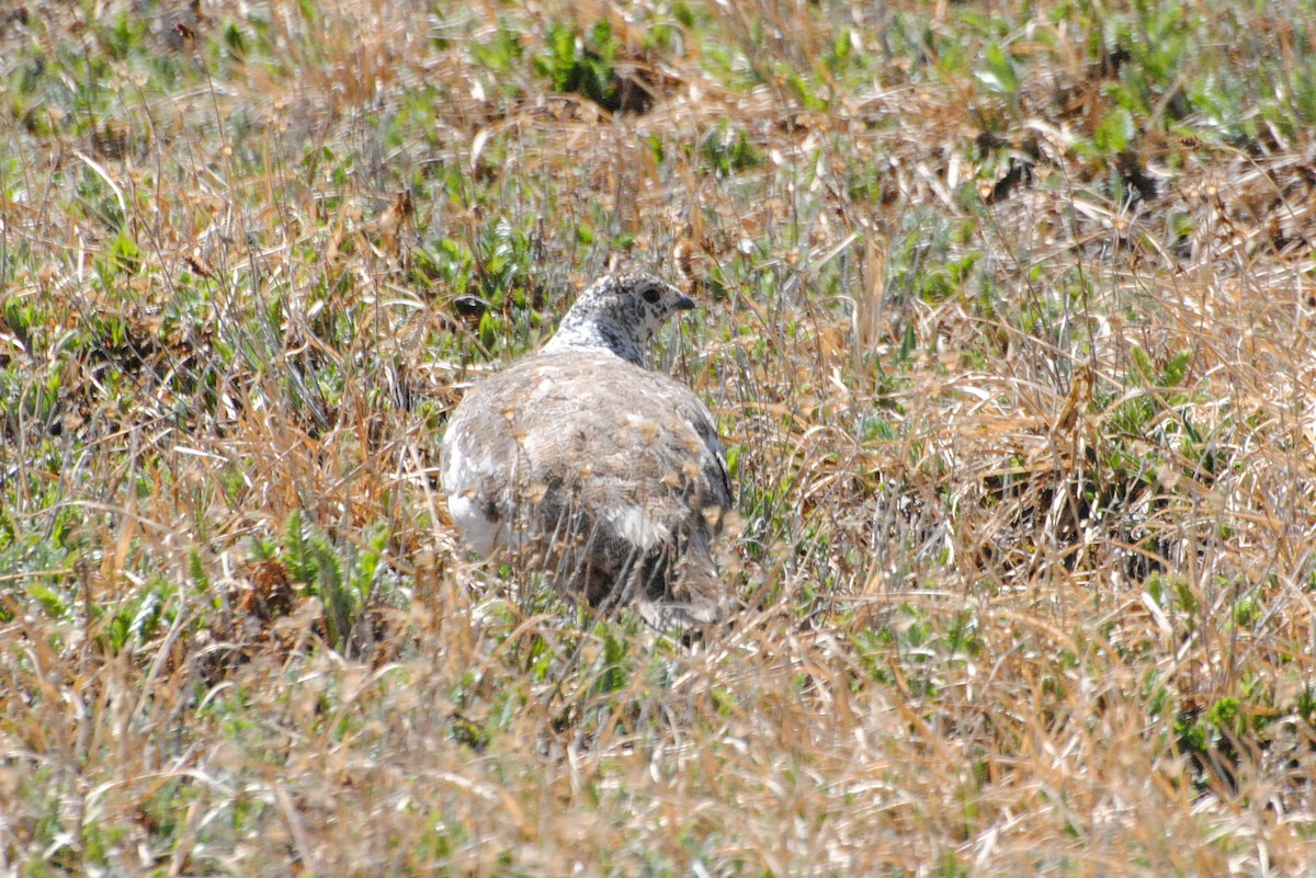White-tailed Ptarmigan - ML638498686