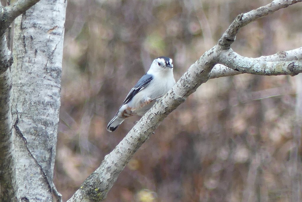 Sittelle à poitrine blanche - ML638498710