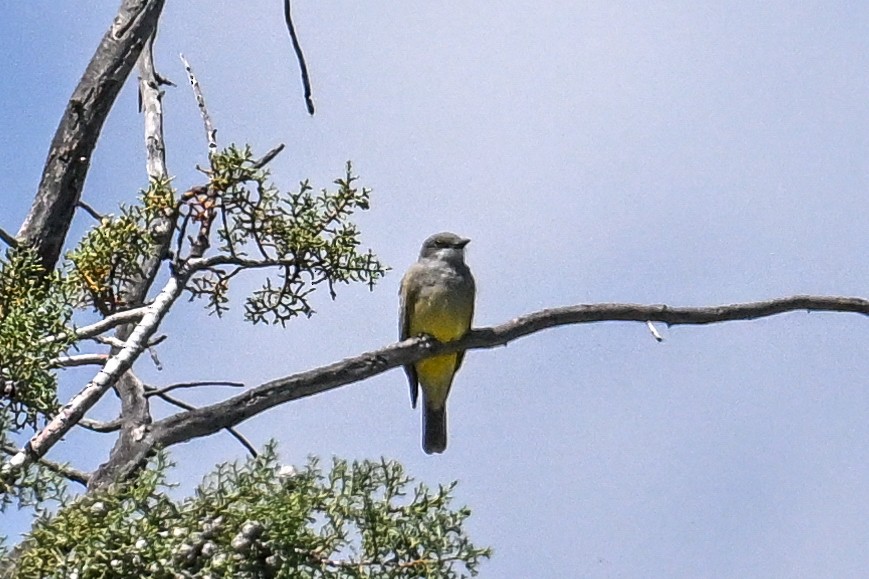 Cassin's Kingbird - ML638498717