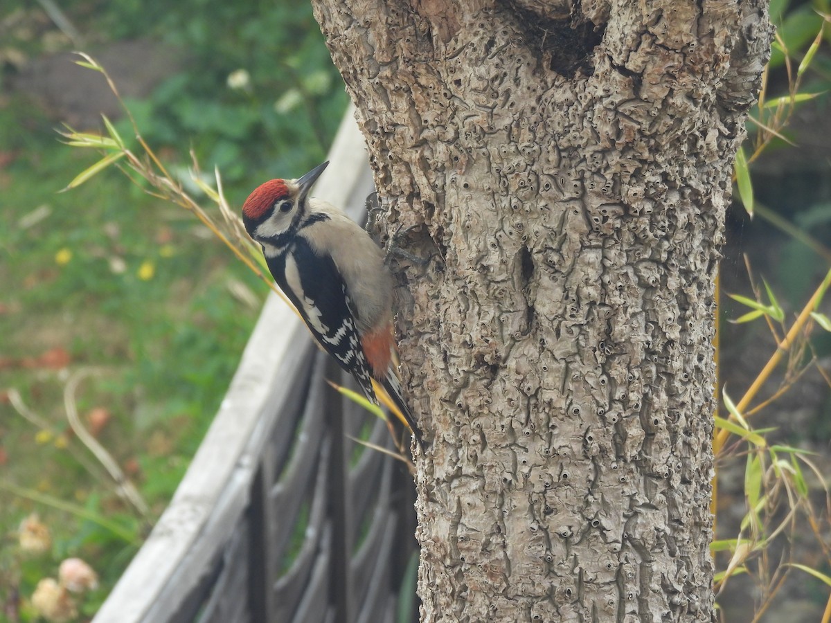 アカゲラ - ML638498720