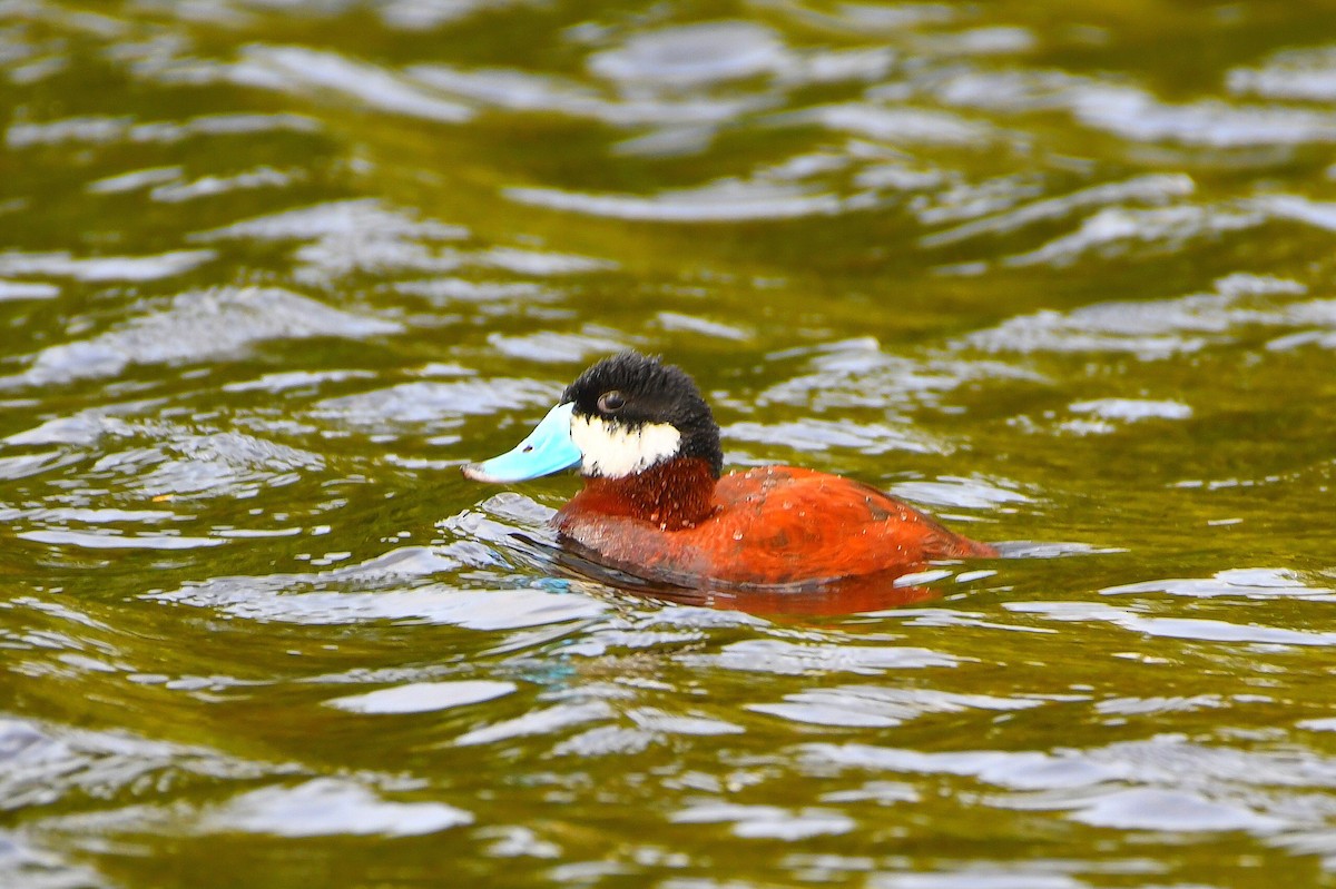 Ruddy Duck - ML638498725