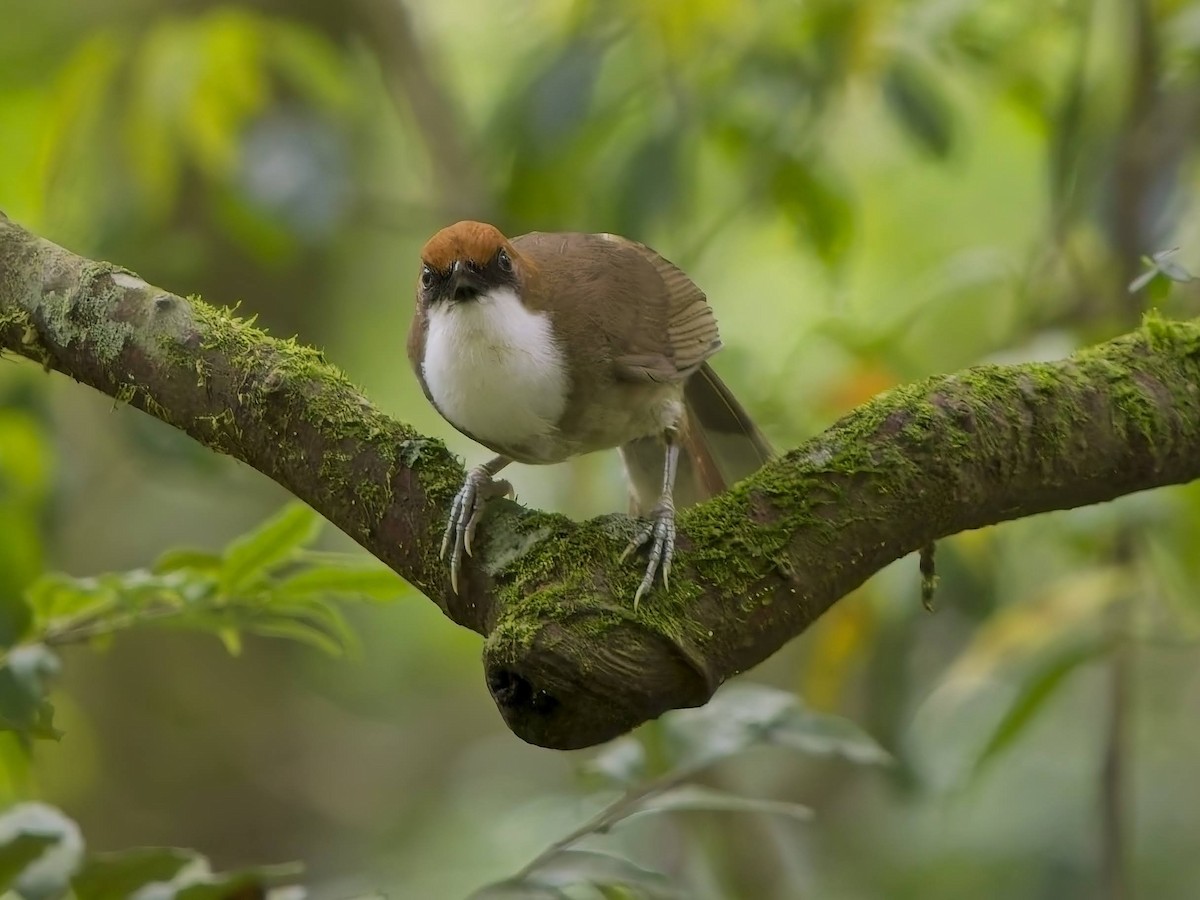 Rufous-crowned Laughingthrush - ML638498746
