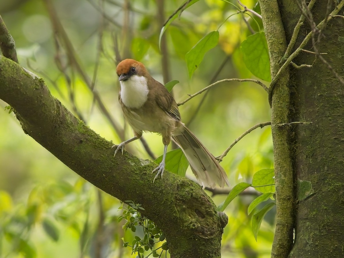Rufous-crowned Laughingthrush - ML638498747