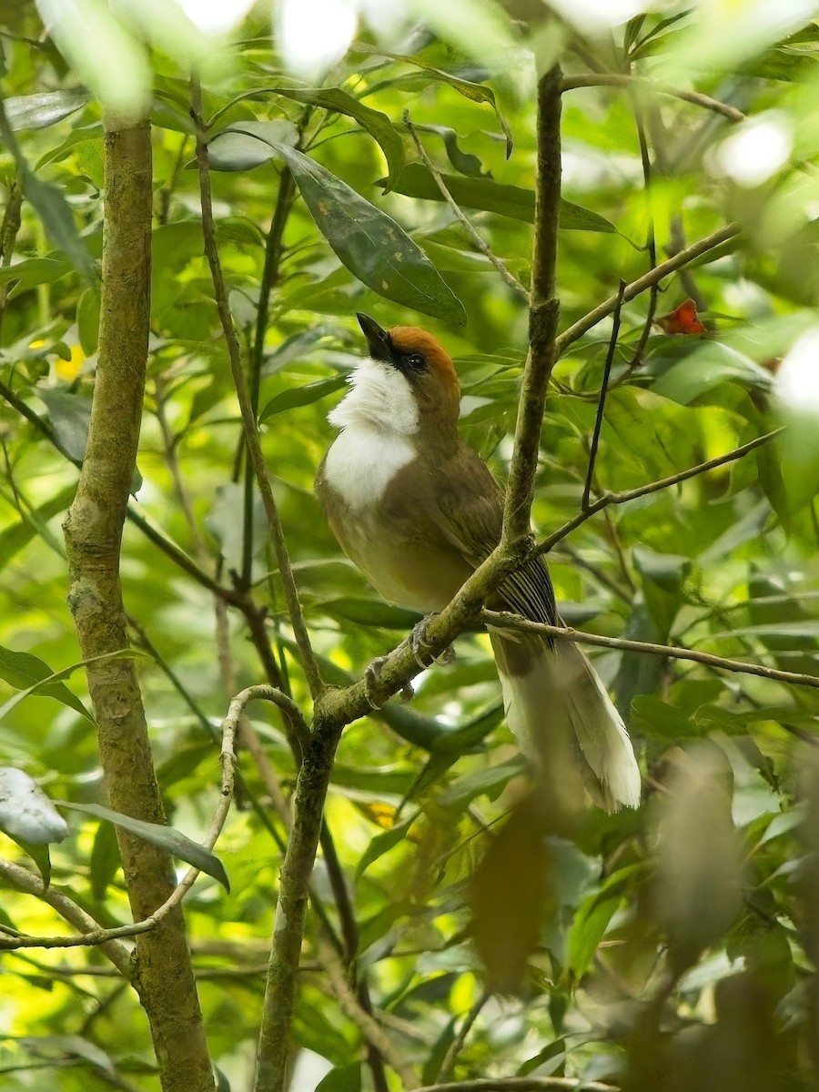 Rufous-crowned Laughingthrush - ML638498748