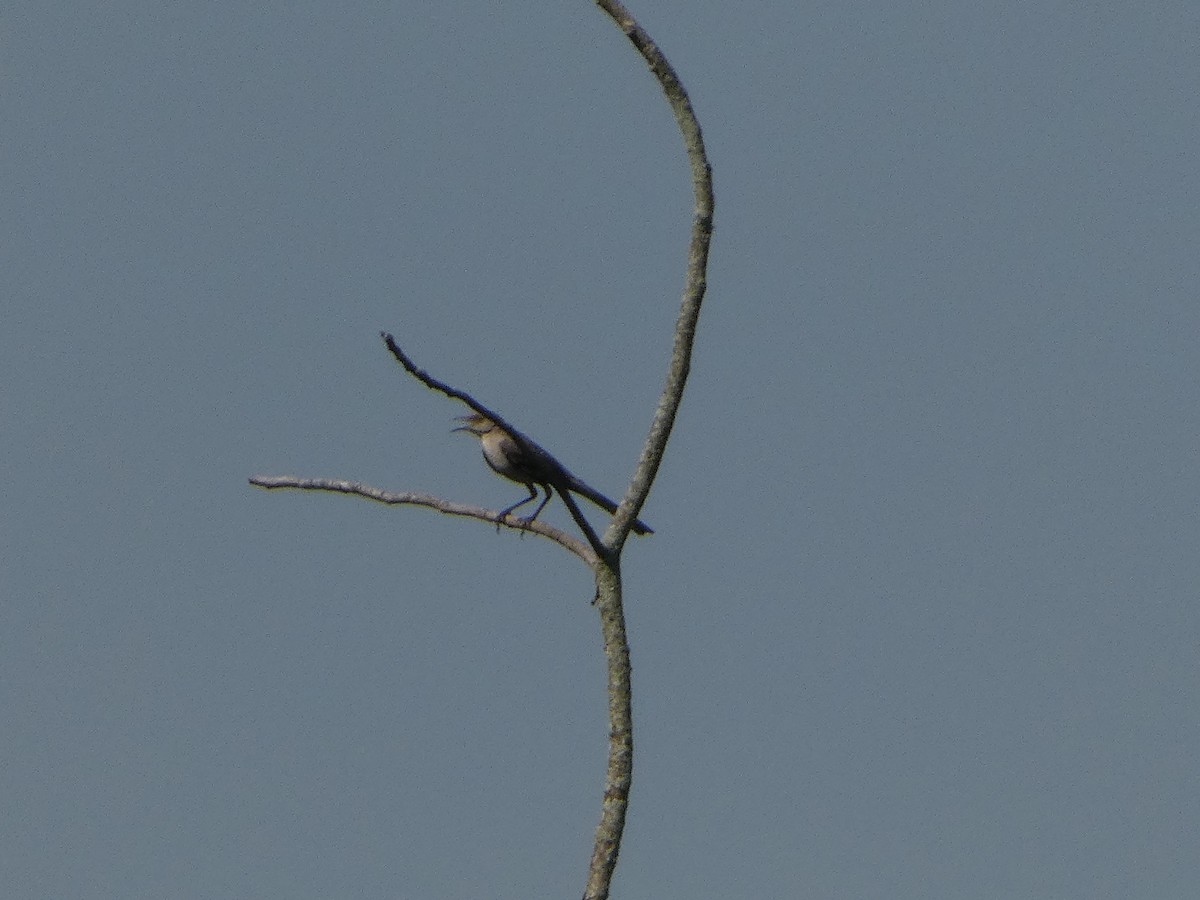 Northern Mockingbird - ML638498750