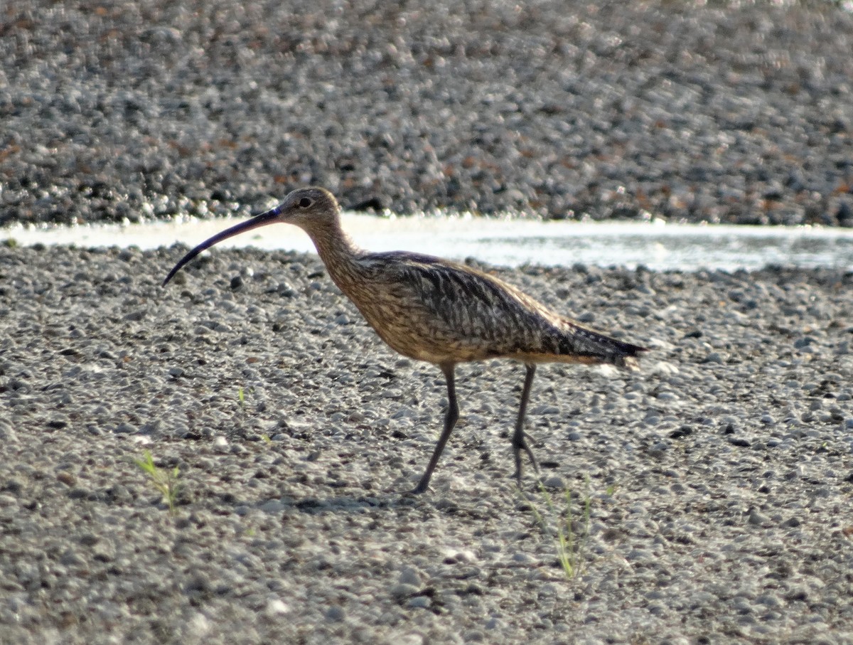 Eurasian Curlew - ML638498756