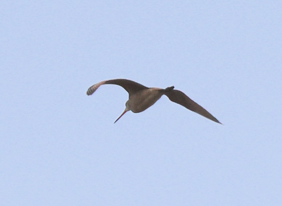 Marbled Godwit - ML638498759